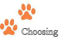 How to Choose a Groomer